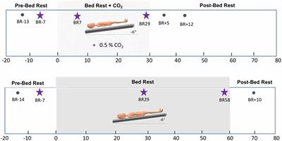 <mark class="highlighted">Visuomotor Adaptation</mark> Brain Changes During a Spaceflight Analog With Elevated Carbon Dioxide (CO2): A Pilot Study